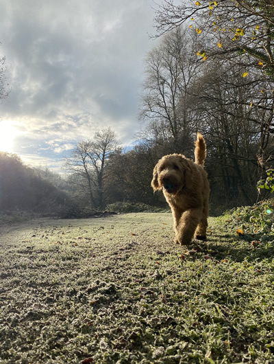 Dog out and about in the park at Notter Mill